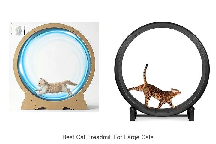 Top 13 Best Cat Treadmill For Large Cats You Need Today
