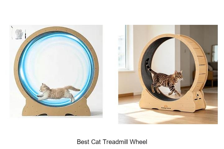 Top 13 Best Cat Treadmill Wheel That Will Blow Your Mind