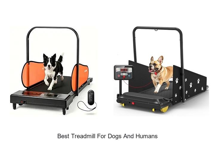 Top 13 Best Treadmill For Dogs And Humans Revealed!